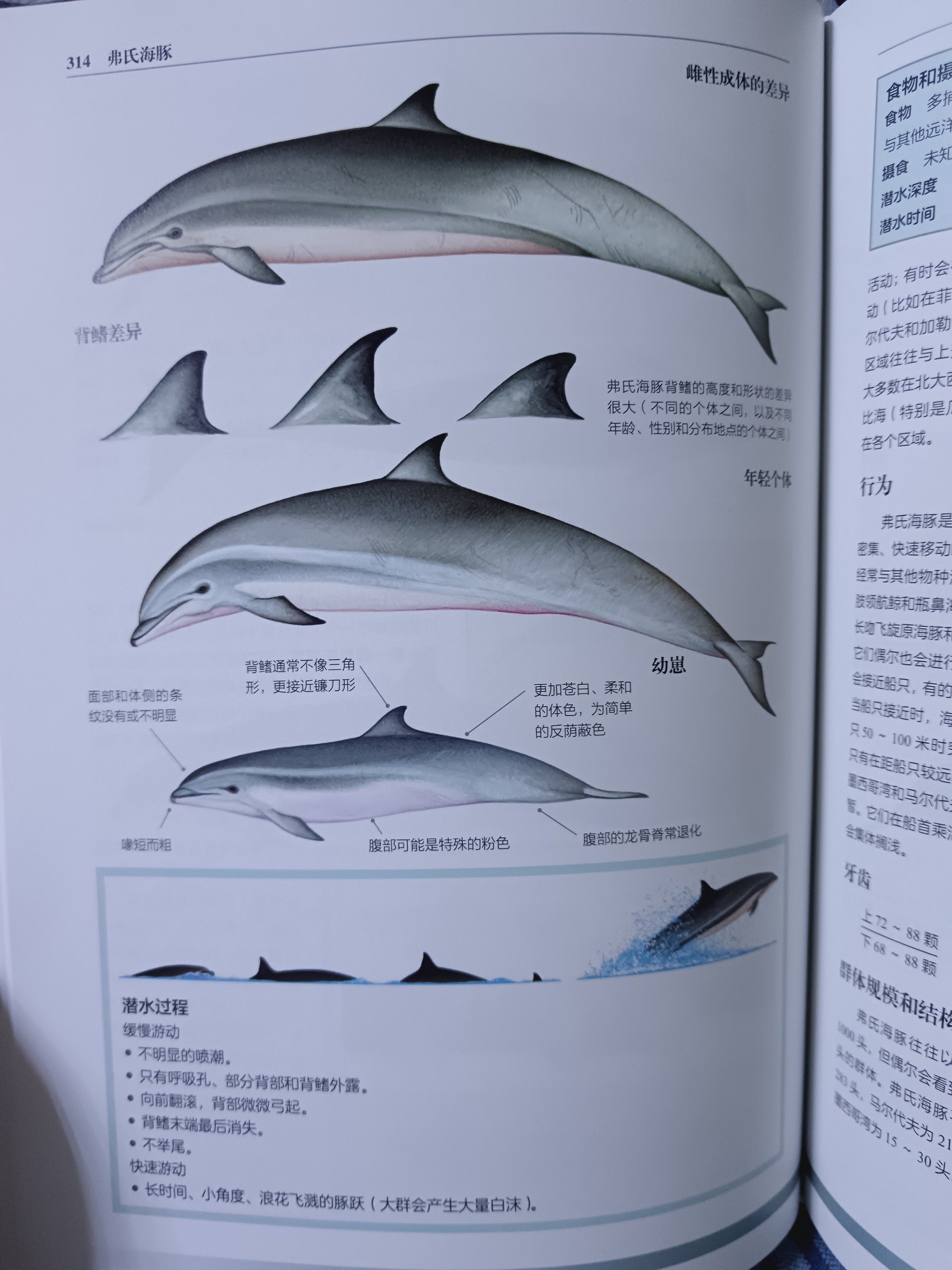 鯨豚百科全書圖解海洋生物知識與鯨魚生態