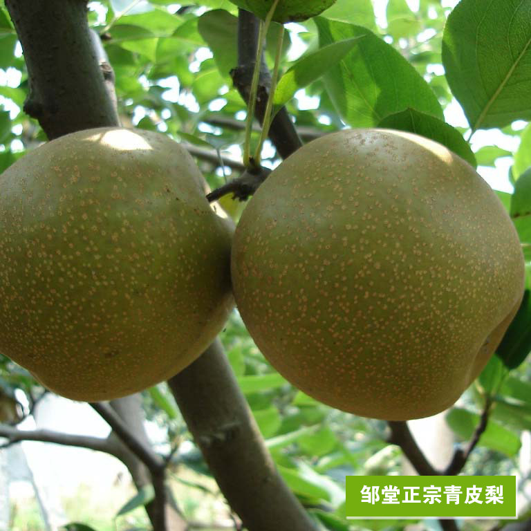 邹堂梨脯:揭阳正宗地都青皮梨的甜蜜诱惑,一斤装500g送礼首选-梨-淘宝好物网
