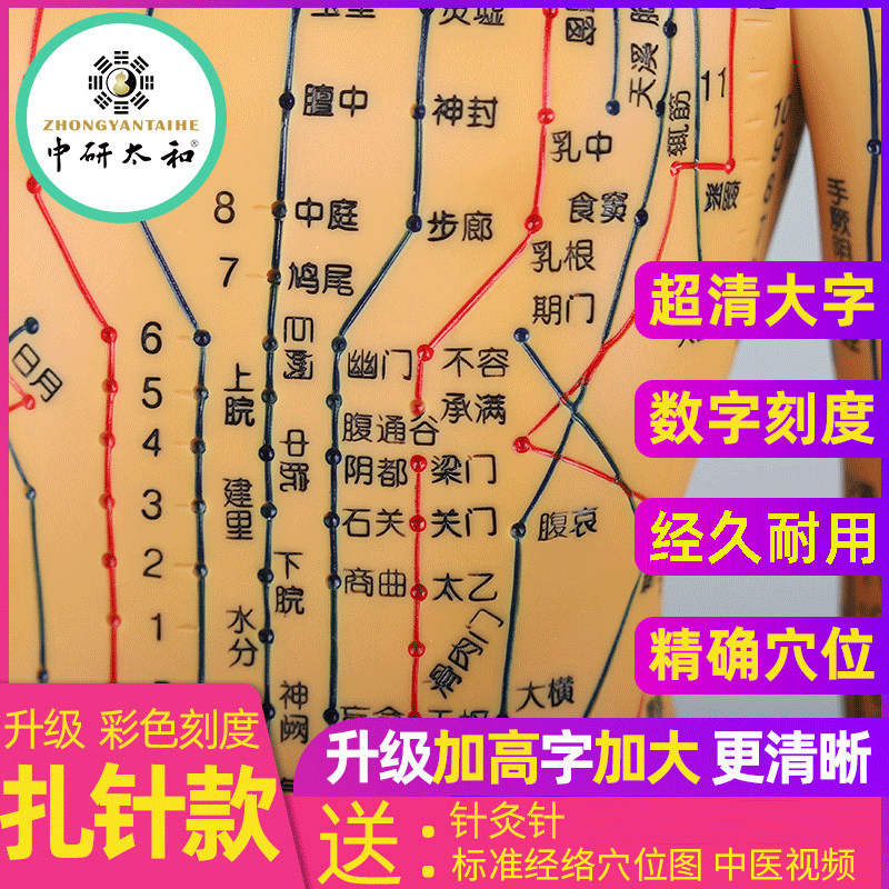 中医针灸穴位图人体模型50cm男女全身十二经络小皮人针灸穴位模型