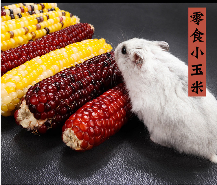 Harden grinding small corn Golden pandal dragon cat branch grain corn rod grinding teeth snack