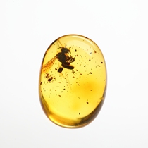 Upper Shiqing Spirit Natural Baltic Amber Bumper Ring Face Russian Material with Worm Inlaid Ring Earrings Collection