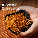 冠耳 Spories Northern Cordyceps Цветы сушено