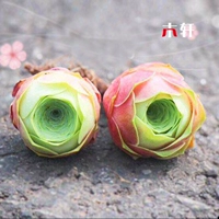 Gary Little Red Ball Rose 2