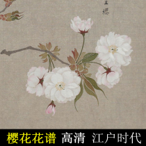 Sakura flower spectrum HD picture Japanese painting Edo period Sakurai gorgeous Gongbi boneless flowers birds flowers white flowers ancient painting