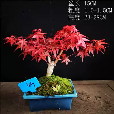 小品型日本出猩猩红枫红叶系枫树类盆景盆栽室内外绿植办公桌茶几