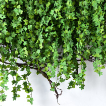 Simulation creeper leaf wall hanging fake flower rattan decorative vine plant green plant wall hanging basket hanging ceiling hanging orchid