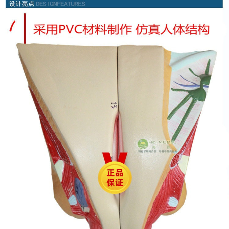 医用 女性生殖器官解剖模型 计生 女性生殖系统模型 妇产科