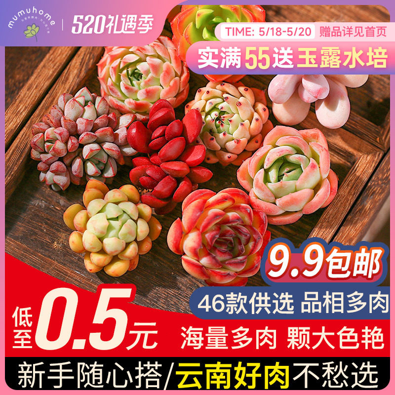 Peach Egg Multi Meat Plant With Basin Large Yunnan Boutique Meat Combined Potted Suit Creative Room Green Plant Flowers