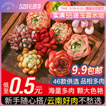 Peach Egg Multi Meat Plant With Basin Large Yunnan Boutique Meat Combined Potted Suit Creative Room Green Plant Flowers