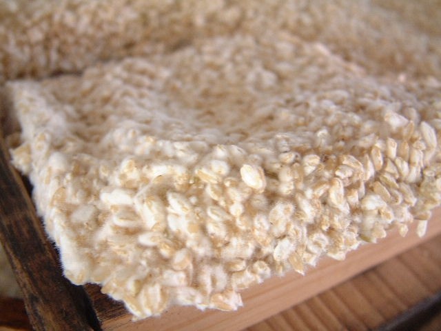 长白菌 <wbr>日本米曲霉 <wbr>种曲20克用于自制盐曲 <wbr>味噌 <wbr>甘酒