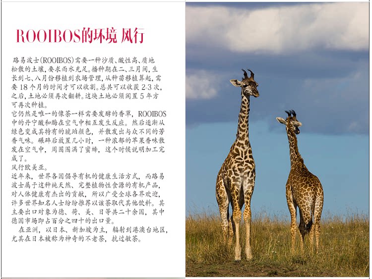 如意波斯茶 <wbr>博士茶 <wbr>南非国宝茶