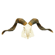 Tibet natural pure goat skull specimen sheep head decorative pendulum piece handmade characteristic hand craftsmanship gift new stock