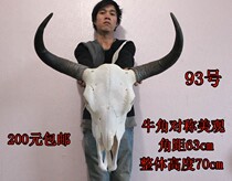 Bull Skull Handicraft Yak Skull Adornment Real Bull Goat Skull Specimen Specialty Handicrafts