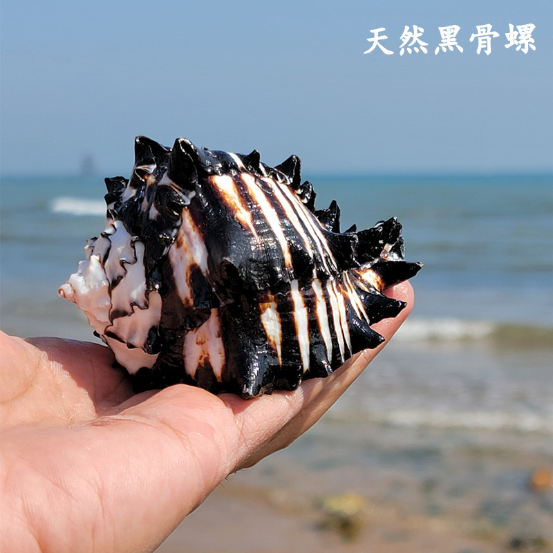 Natural oversized sea snail shell black zebra American blackbone snail fish tank building with a home swing for a human gift
