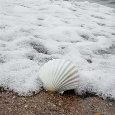Natural conch shell Hawaiian white scallop 7-13CM white coral ornaments fish tank landscape wedding arrangement
