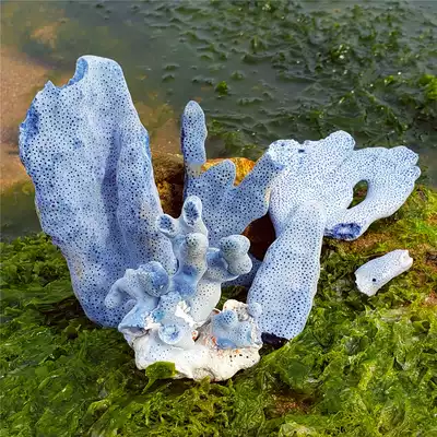 Natural broken blue coral 1 kg home decoration fish tank landscaping Super sea snail shell large abalone shell big sea star