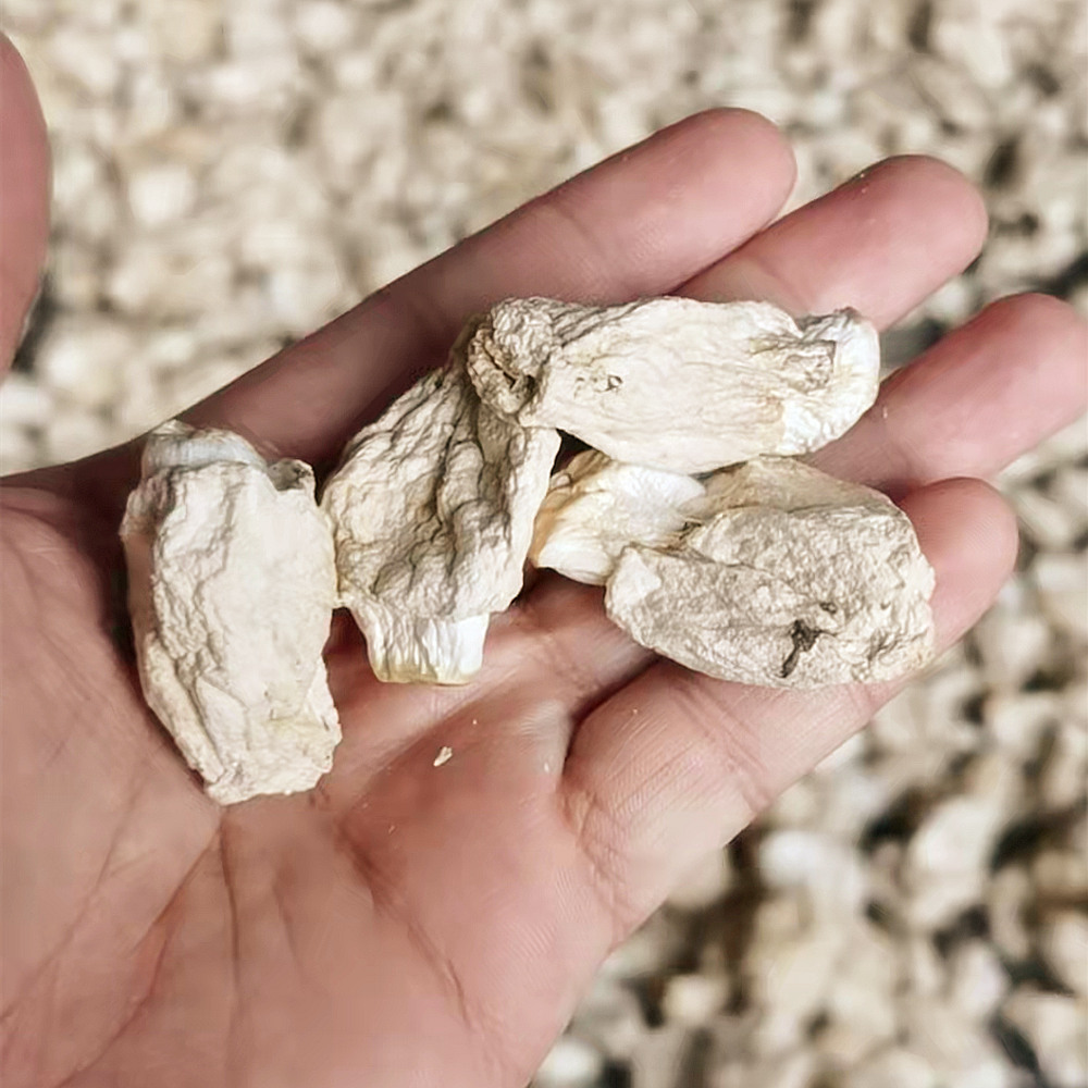 Bamboo fetal dry goods Sichuan Yibin special production bamboo sheng embryo 50g Shu Nanzhu Sea earth production