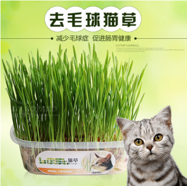 Cat grass natural barley cat grass seed cat volleyball hair ball to send catnip set pet supplies