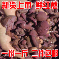 New stock Northeastern special production wild red mushrooms pine umbrella meat mushroom salted 500 grams of non-dry goods