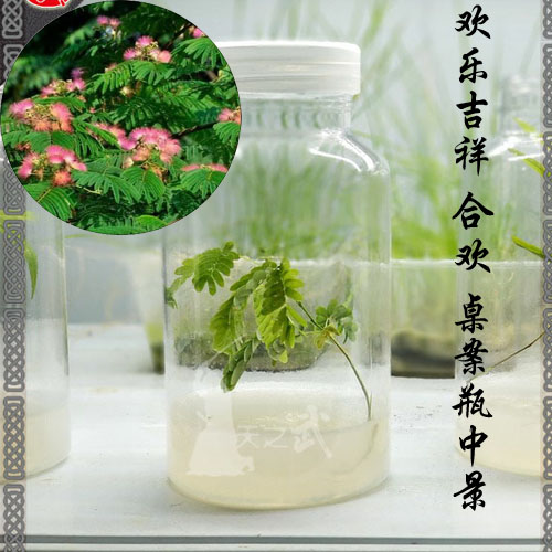 Heaven's Wu Joy Auspicious sapling Miao Miao Miao Miao Miao case Microbonsai Easy to raise lazy people plant green plant