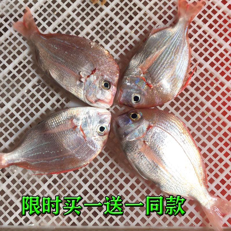 今日买1送1东山岛海鲜水产品海钓板仔鱼赤鯮鱼真鲷鱼500克5-6条，如何辨别新鲜度？-鲳鱼-淘宝好物网
