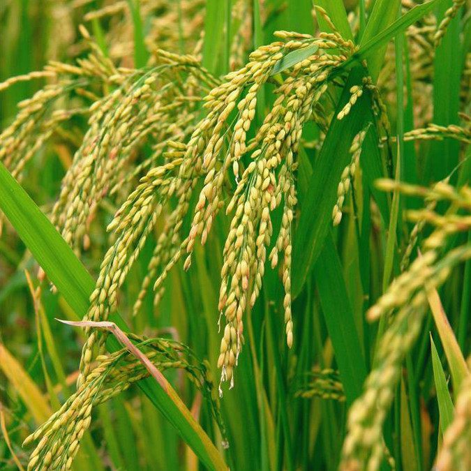 (Xiaoqian Shan Zhen) Original ecological porridge rice selected porridge rice 1 catty pack