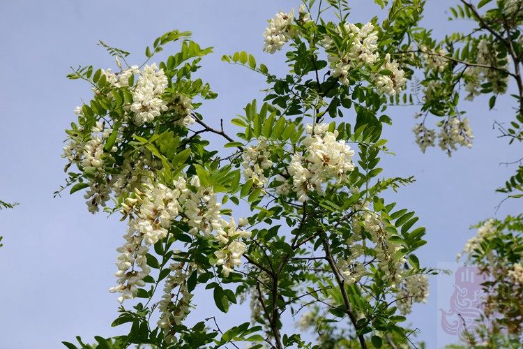 (Xiaoqian Shan Zhen)Farm natural honey Linden tree honey and locust nectar Original ecological honey 1 bottle a total of 2 pounds