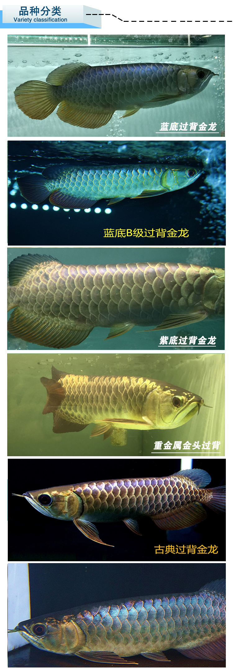 高背b过蓝底过背重金属紫金蓝底金头金龙鱼活体观赏鱼风水鱼鱼苗 一线大牌 紫金 鱼苗 活体 观赏鱼 重金属途虎网