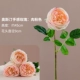 Auspin Rose [Meat Pink]