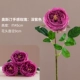 Auspin Rose [Темно -фиолетовый]