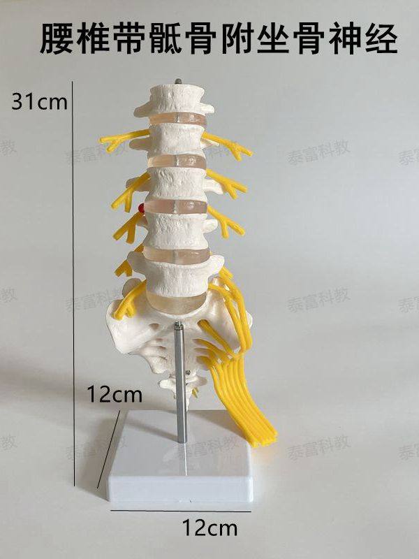 1:1 Spine Model Human Skeleton Model Cervical Spine Bone Blood Vessel Temple Nerve Lumbar Intervertebral Disc Medical Teaching