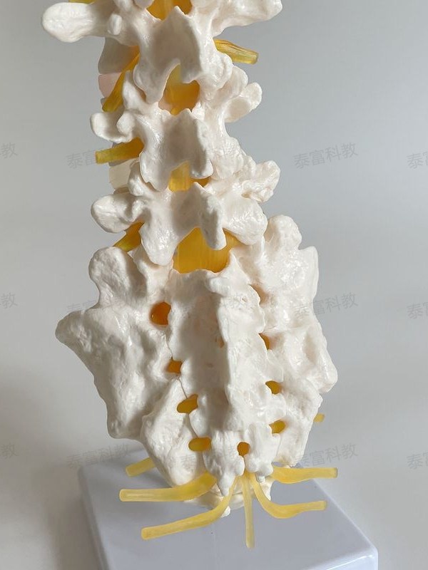 1:1 Spine Model Human Skeleton Model Cervical Spine Bone Blood Vessel Temple Nerve Lumbar Intervertebral Disc Medical Teaching