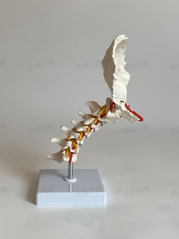 Dynamic Cervical Spine Model with Movable Joints, Including Occipital Blood Vessels, for Orthopedic Rehabilitation, Acupuncture, Microneedling, Massage, and Blind People