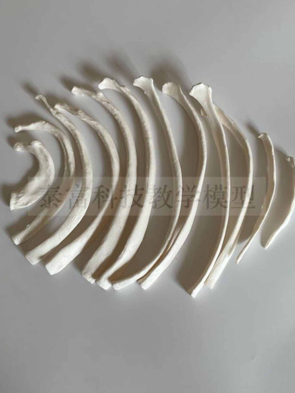 Big Promotion on Human Skeleton Models, Bulk Ribs, Sternum, Thoracic Cavity Skeleton, Medical Sketching, Art Exam Supplies