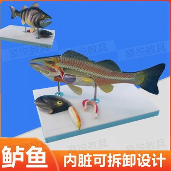 Bass Fish Anatomy Model with Detachable Internal Organs, Freshwater Fish, Crucian Carp Internal Organs, Relief, Fishery, Aquatic Product Education