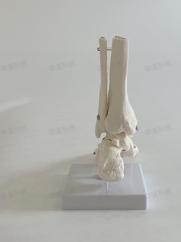 Taifu Model Ankle Joint with Leg Bone, Foot Bone Specimen, Follow Bone Bulk Craft Art Medical Teaching Decoration