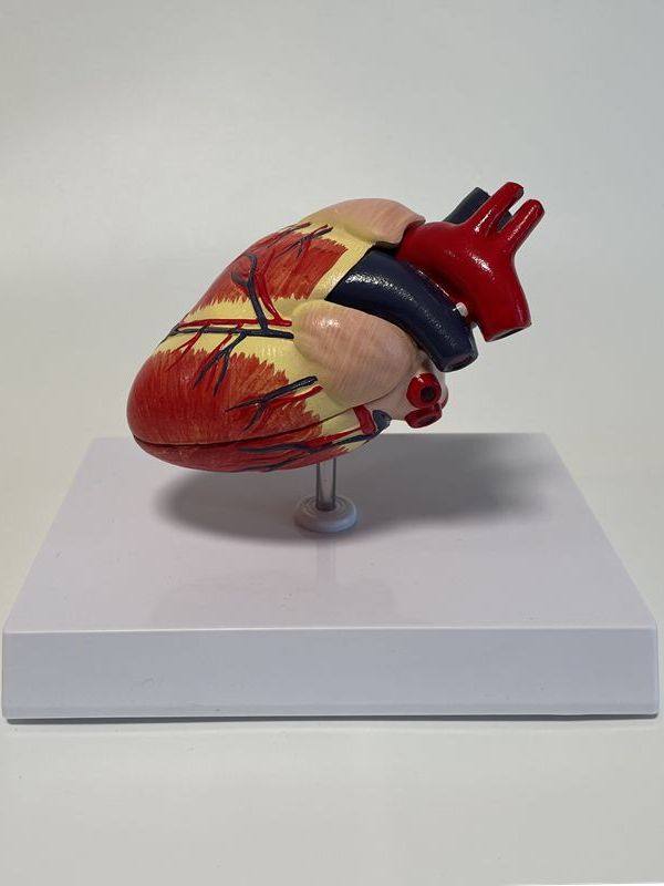 Dog Heart Model Vascular Two-Pointed Petals Moving Pulse Removable Dog Science Animal Viscera Veterinary Pet Hospital Ornaments