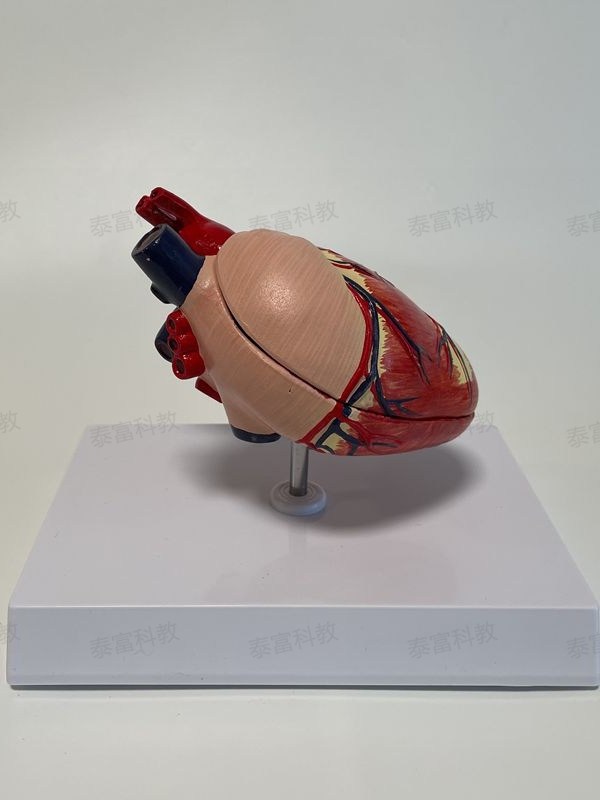Dog Heart Model Vascular Two-Pointed Petals Moving Pulse Removable Dog Science Animal Viscera Veterinary Pet Hospital Ornaments