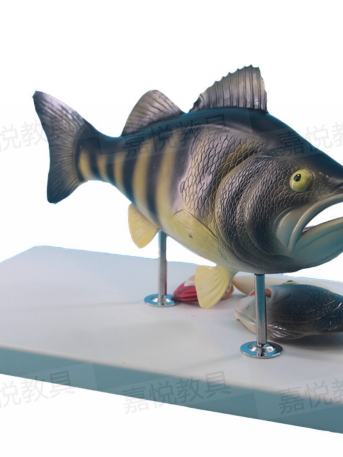 Bass Fish Anatomy Model with Detachable Internal Organs, Freshwater Fish Crucian Carp Internal Organs Relief, Fishery Aquatic Product Teaching