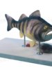 Bass Fish Anatomy Model with Detachable Internal Organs, Freshwater Fish Crucian Carp Internal Organs Relief, Fishery Aquatic Product Teaching