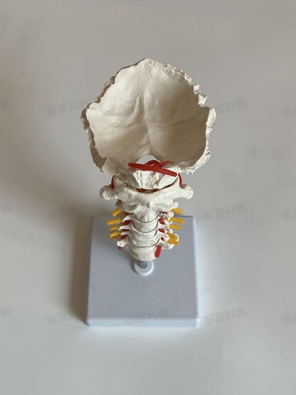 Dynamic Cervical Spine Model with Movable Joints, Including Occipital Blood Vessels, for Orthopedic Rehabilitation, Acupuncture, Microneedling, Massage, and Blind People