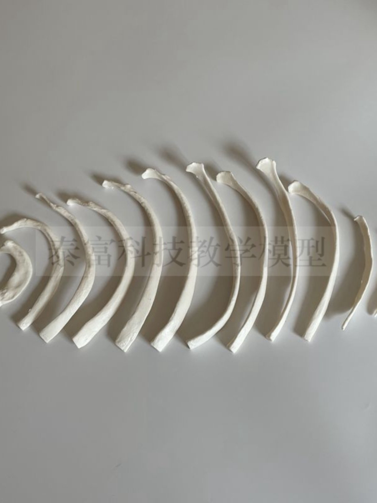 Big Promotion on Human Skeleton Models, Bulk Ribs, Sternum, Thoracic Cavity Skeleton, Medical Sketching, Art Exam Supplies
