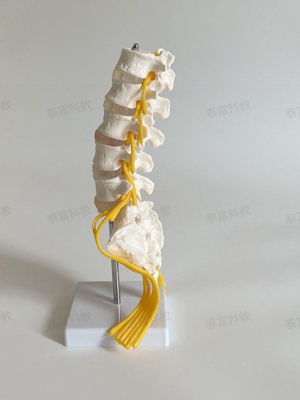 1:1 Spine Model Human Skeleton Model Cervical Spine Bone Blood Vessel Temple Nerve Lumbar Intervertebral Disc Medical Teaching