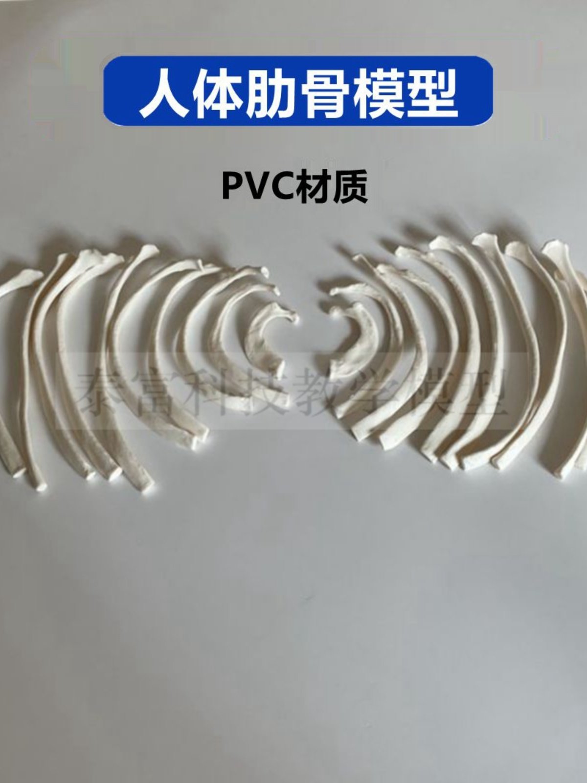 Big Promotion on Human Skeleton Models, Bulk Ribs, Sternum, Thoracic Cavity Skeleton, Medical Sketching, Art Exam Supplies