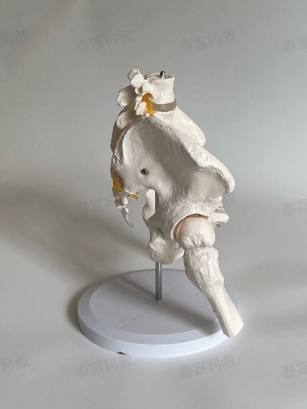 Human Lumbar Spine with Pelvic Model, Orthopedic Function, Home Care Training, Postpartum Rehabilitation, Yoga, Traditional Chinese Medicine Massage, Medical Use