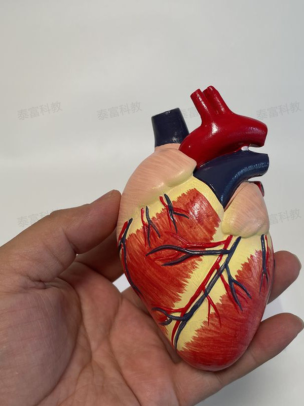 Dog Heart Model Vascular Two-Pointed Petals Moving Pulse Removable Dog Science Animal Viscera Veterinary Pet Hospital Ornaments