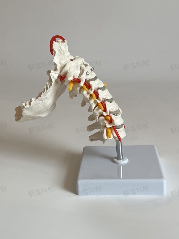Dynamic Cervical Spine Model with Movable Joints, Including Occipital Blood Vessels, for Orthopedic Rehabilitation, Acupuncture, Microneedling, Massage, and Blind People