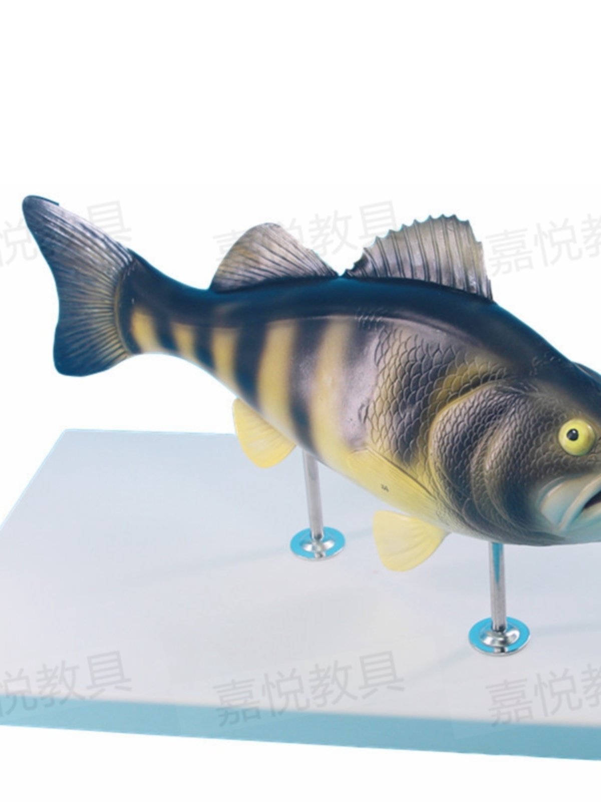 Bass Fish Anatomy Model with Detachable Internal Organs, Freshwater Fish Crucian Carp Internal Organs Relief, Fishery Aquatic Product Teaching