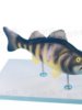 Bass Fish Anatomy Model with Detachable Internal Organs, Freshwater Fish Crucian Carp Internal Organs Relief, Fishery Aquatic Product Teaching