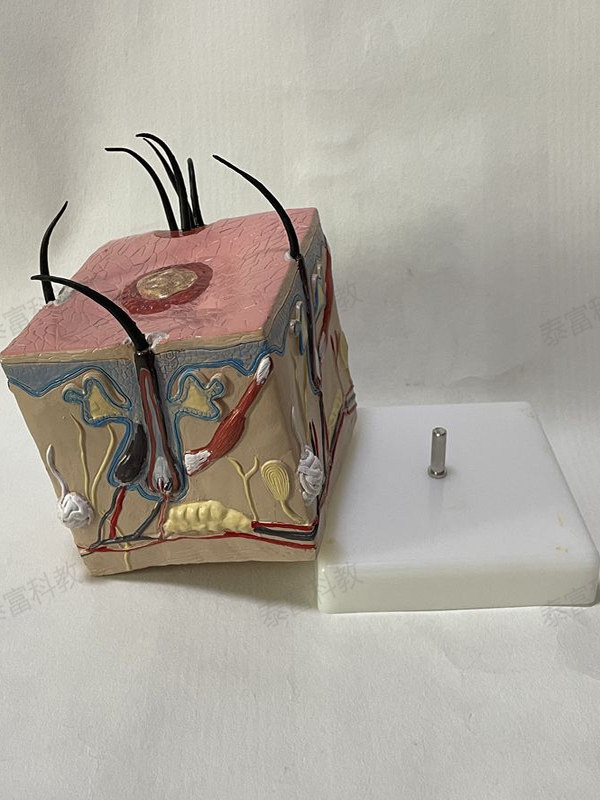 Hair Loss Model, Hair Pathology, Scalp Structure, Hair Growth Process, Human Skin Anatomy, Magnified Micro-Plastic Surgery